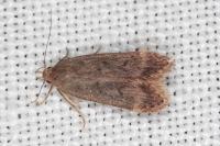 Anacampsis