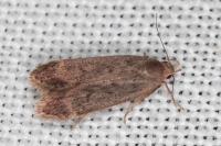 Anacampsis