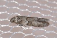 Blastobasis glandulella