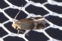 Stigmella