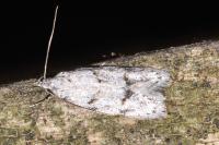 Symmoca signatella
