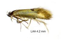 Batia lunaris
