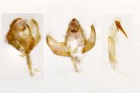 Batia lunaris