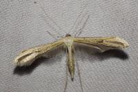 Emmelina monodactyla