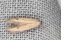 Epidola stigma