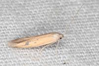 Epidola stigma