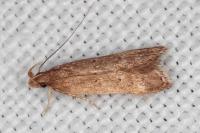 Helcystogramma lutatella