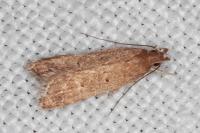 Helcystogramma lutatella