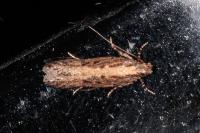 Scrobipalpa