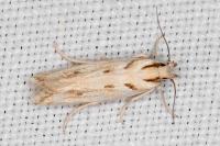 Stomopteryx detersella