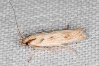 Stomopteryx detersella