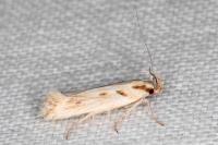 Stomopteryx detersella