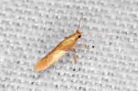 Caloptilia alchimiella/robustella