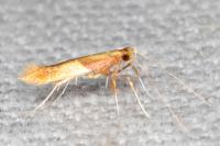 Caloptilia alchimiella/robustella