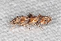 Mompha miscella
