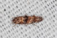 Mompha miscella