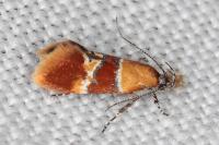 Epicallima bruandella