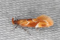 Epicallima formosella