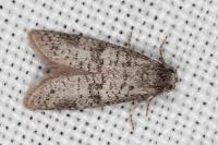 Penestoglossa dardoinella