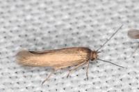Scythris