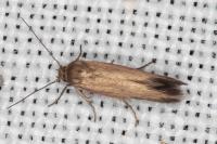 Scythris