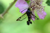 Synanthedon spuleri