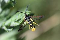 Synanthedon vespiformis