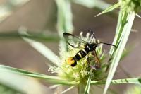 Synanthedon vespiformis
