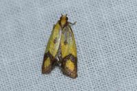 Agapeta zoegana