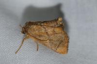 Apoda limacodes