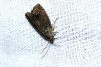 Cydia splendana