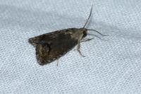 Cydia splendana