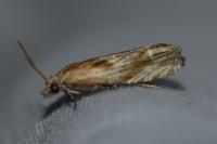Eucosma gr. cana