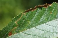 Lyonetia clerkella