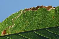 Lyonetia clerkella