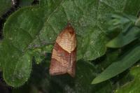 Philedone gerningana