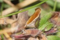 Coleophora vulpecula
