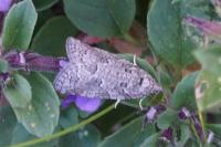 Cnephasia stephensiana