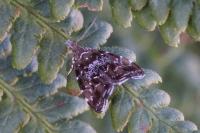 Prochoreutis stellaris