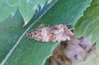 Celypha cespitana
