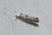 Paraswammerdamia albicapitella