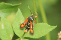Pyropteron chrysidiforme