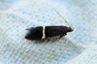 Aproaerema cinctella