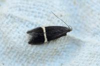 Aproaerema cinctella