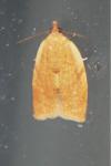 Clepsis consimilana