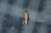 Celypha striana