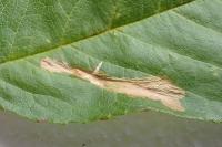Coptotriche gaunacella