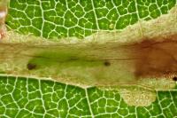 Coptotriche gaunacella