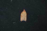 Acleris rhombana