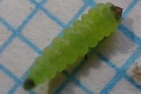 Coptotriche gaunacella